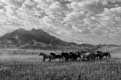 Will Brewster | Running Horses Paradise Valley